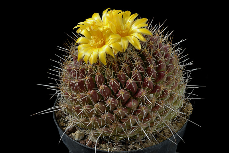 Thelocactus conothele v. aurantiacus D. 12.00 € 16.jpg